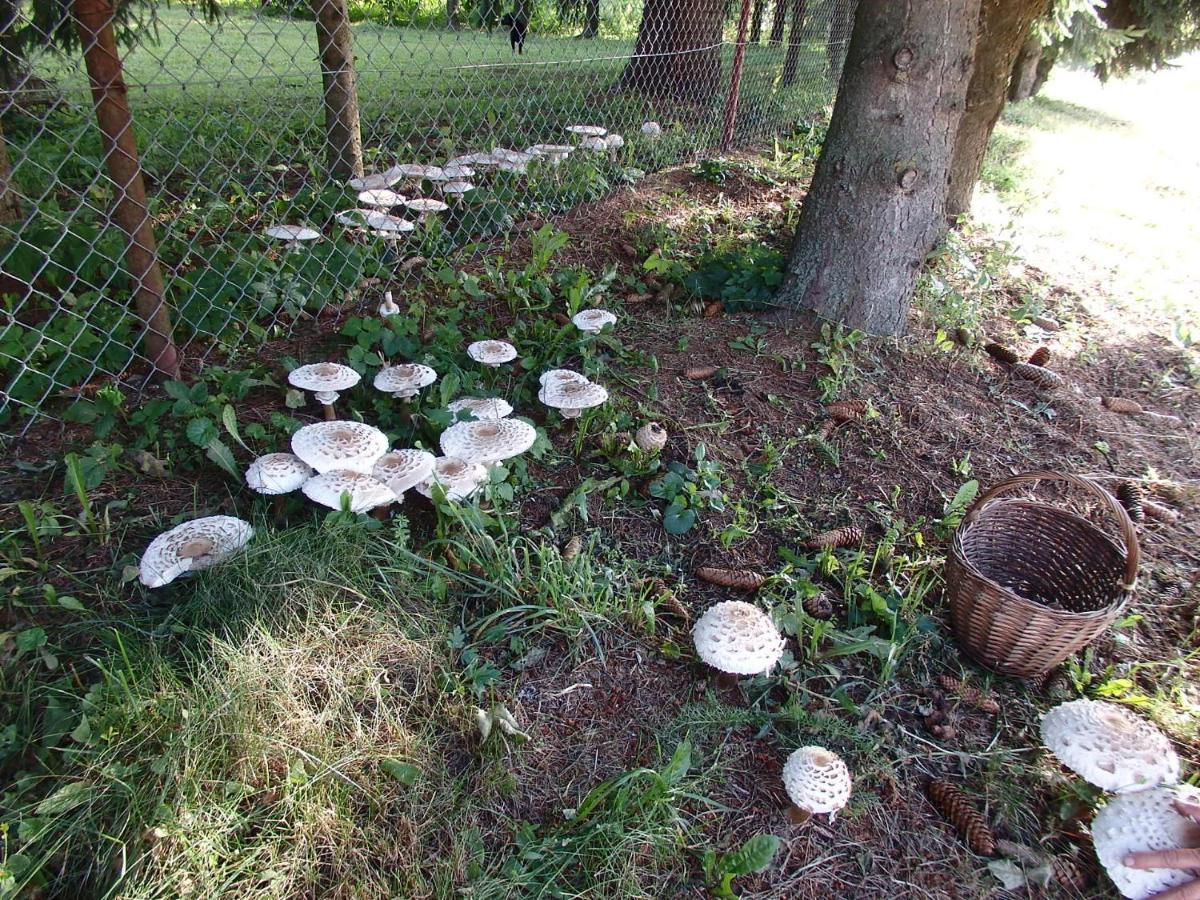 Krakowskie Mazury Gradzkie  Exterior foto